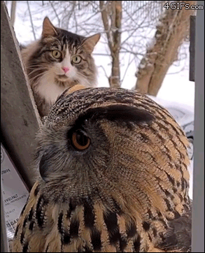 Owl-scares-cat.gif